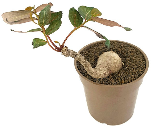 Phyllanthus mirabilis - seltene Caudexpflanze