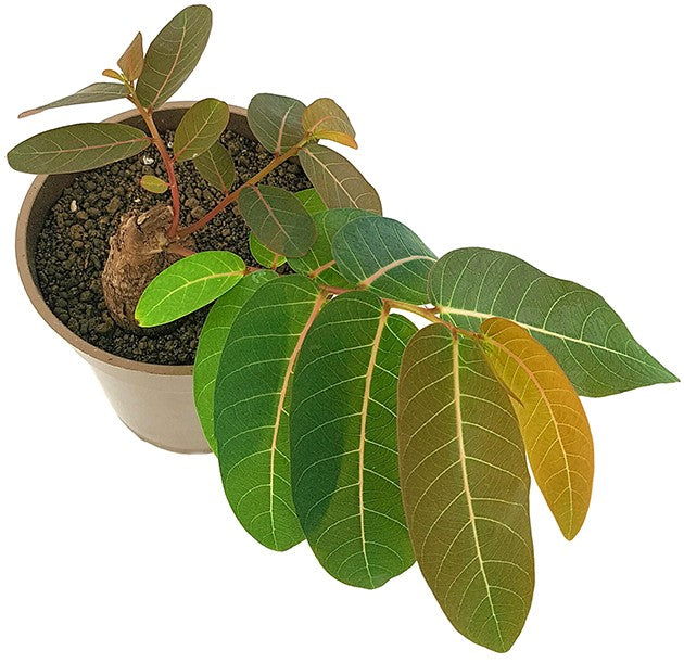 Phyllanthus mirabilis - seltene Caudexpflanze