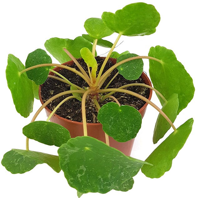 Pilea peperomioides "Sugar" - panaschierte Ufopflanze