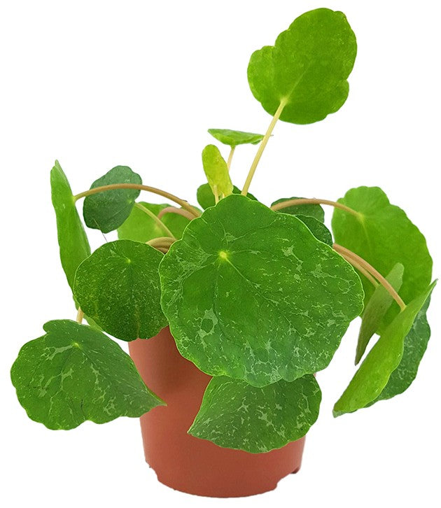 Pilea peperomioides "Sugar" - panaschierte Ufopflanze
