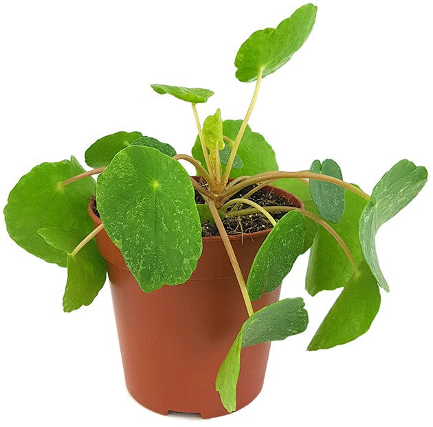 Pilea peperomioides "Sugar" - panaschierte Ufopflanze