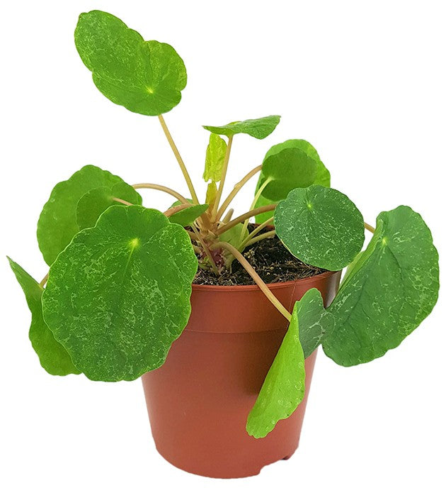 Pilea peperomioides "Sugar" - panaschierte Ufopflanze