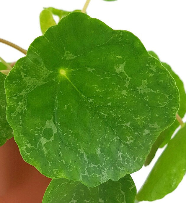 Pilea peperomioides "Sugar" - panaschierte Ufopflanze
