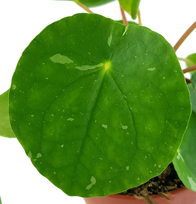Pilea peperomioides "White Splash" - panaschierte Ufopflanze
