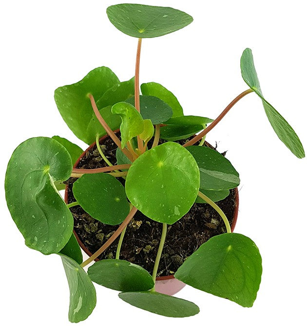 Pilea peperomioides "White Splash" - panaschierte Ufopflanze