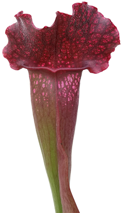 Sarracenia X "Pinky"