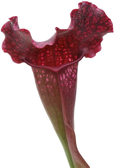 Sarracenia X "Pinky"