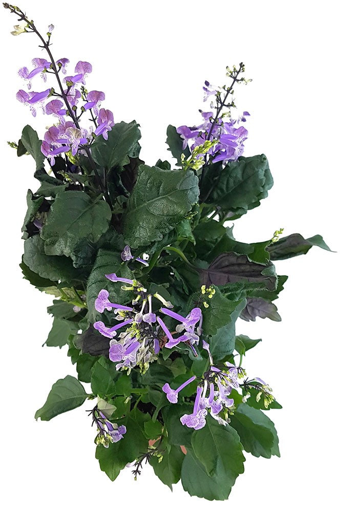 Plectranthus "Mona Lavender" - bienenfreundlicher Halbstrauch