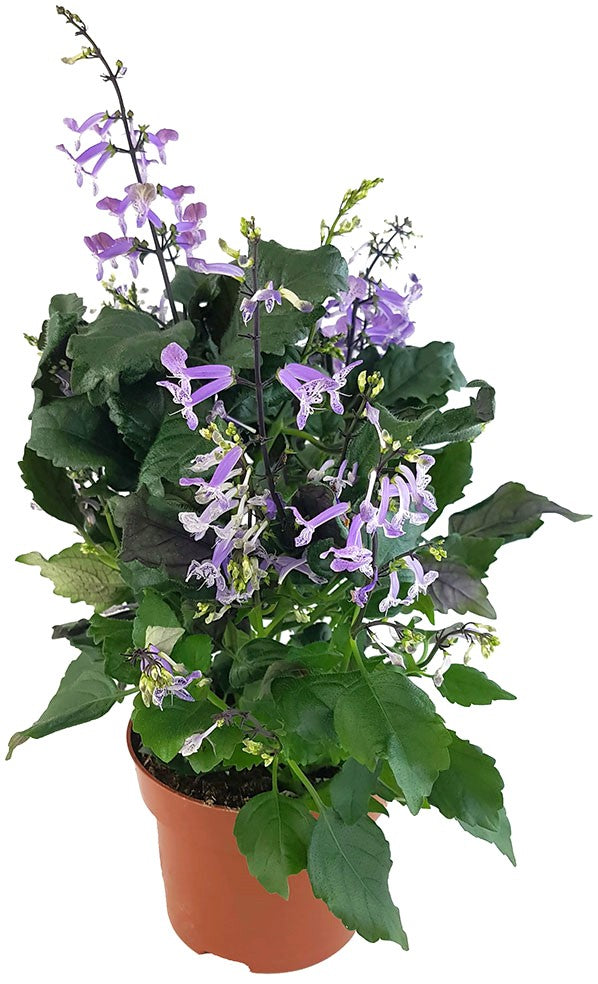 Plectranthus "Mona Lavender" - bienenfreundlicher Halbstrauch