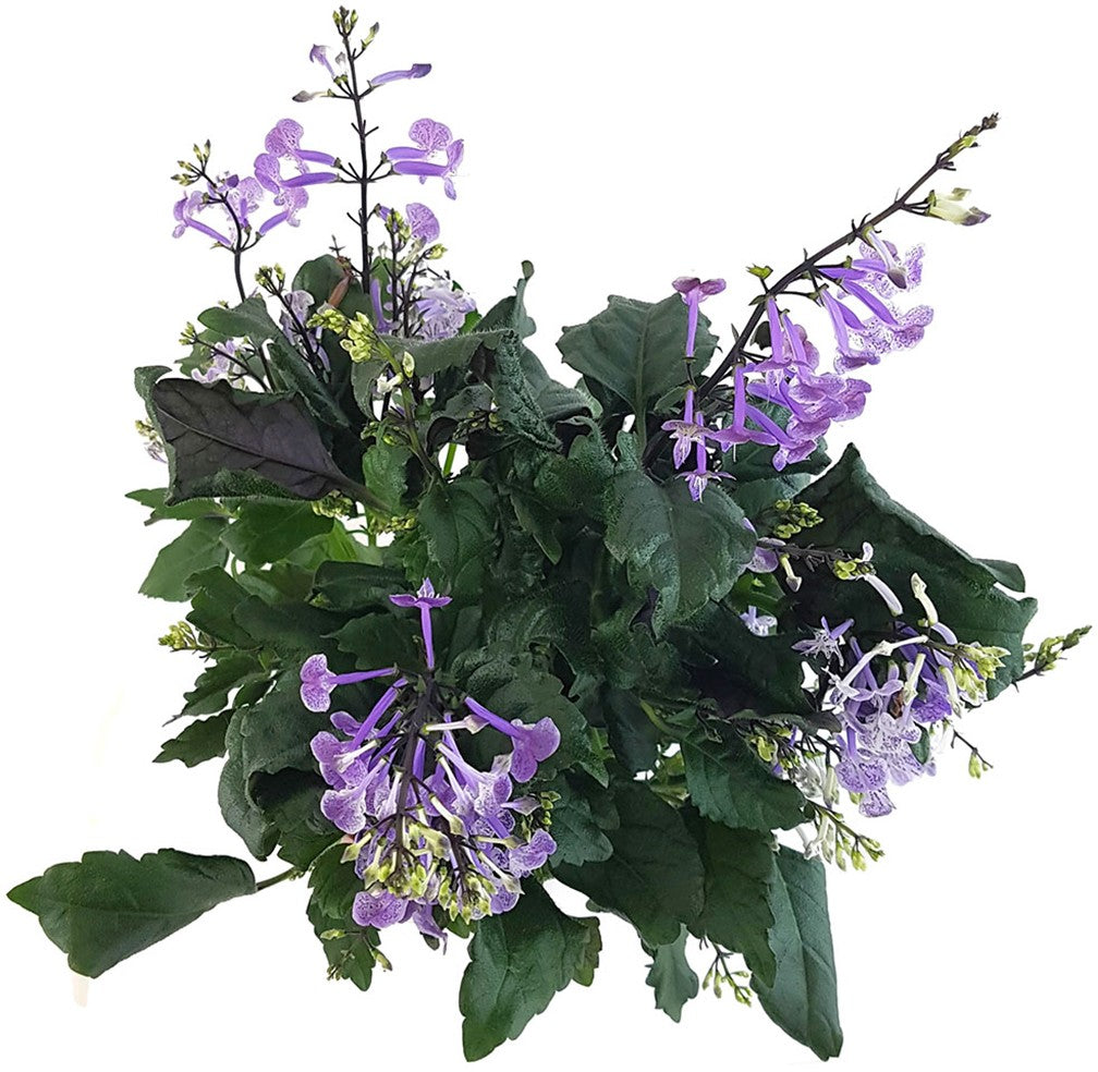Plectranthus "Mona Lavender" - bienenfreundlicher Halbstrauch