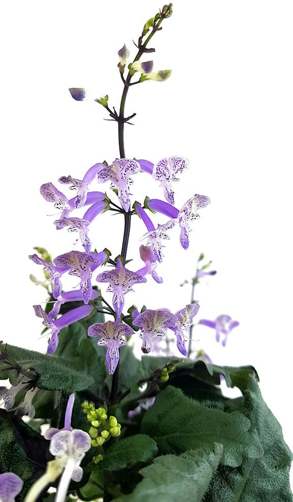 Plectranthus "Mona Lavender" - bienenfreundlicher Halbstrauch