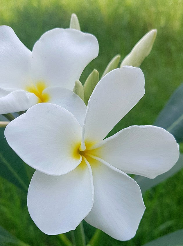 Plumeria Frangipani "Alba" - Tempelbaum mit weißen Blüten