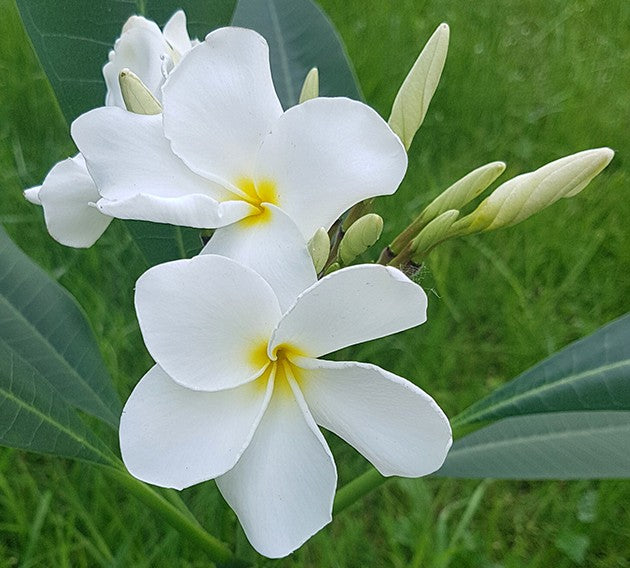 Plumeria Frangipani "Alba" - Tempelbaum mit weißen Blüten