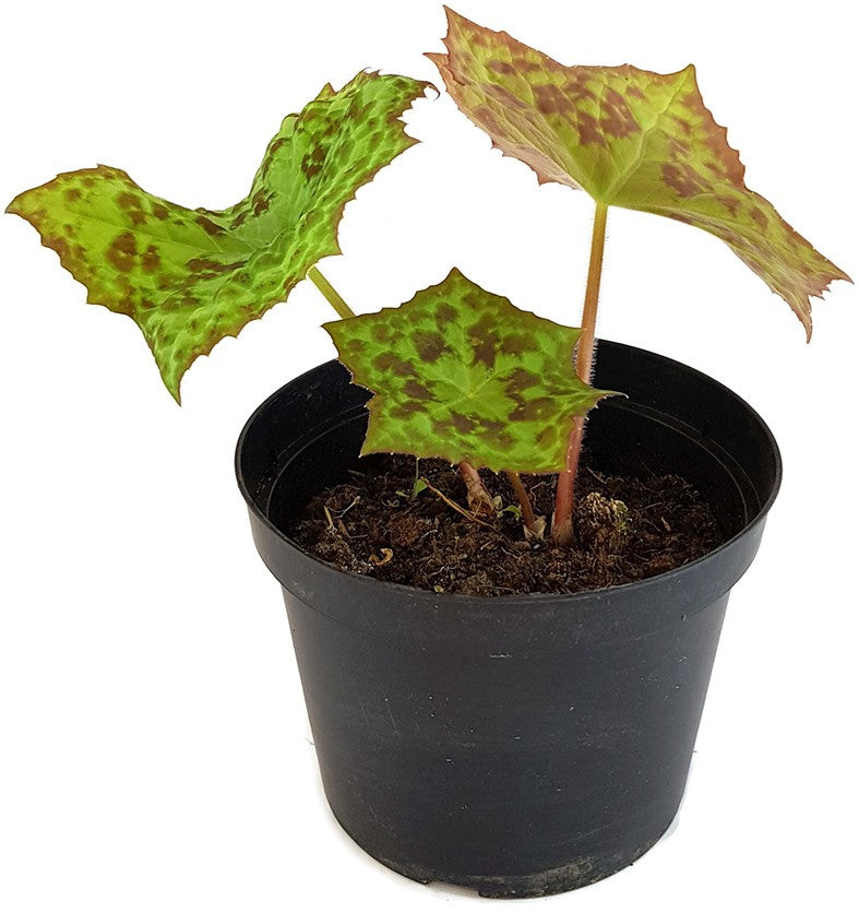 Podophyllum cultorum "Spotty Dotty" - Maiapfel