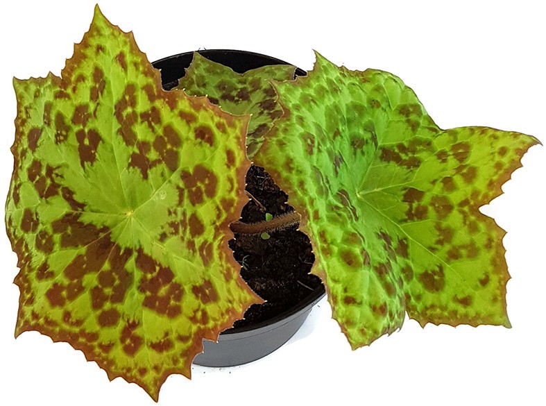 Podophyllum cultorum "Spotty Dotty" - Maiapfel