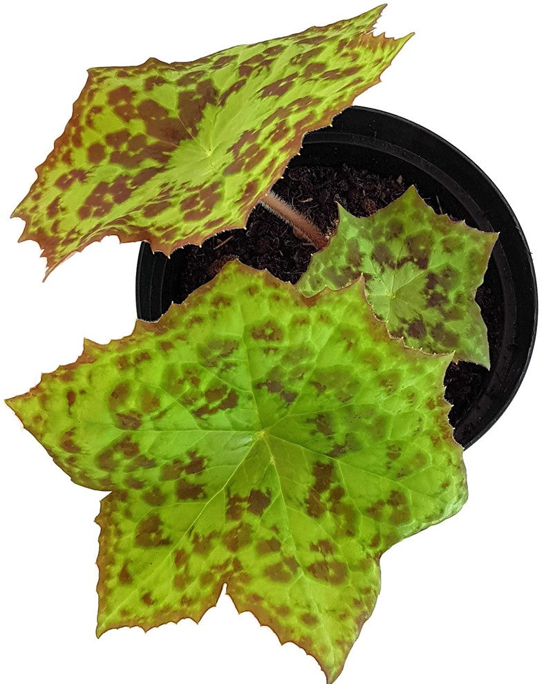 Podophyllum cultorum "Spotty Dotty" - Maiapfel