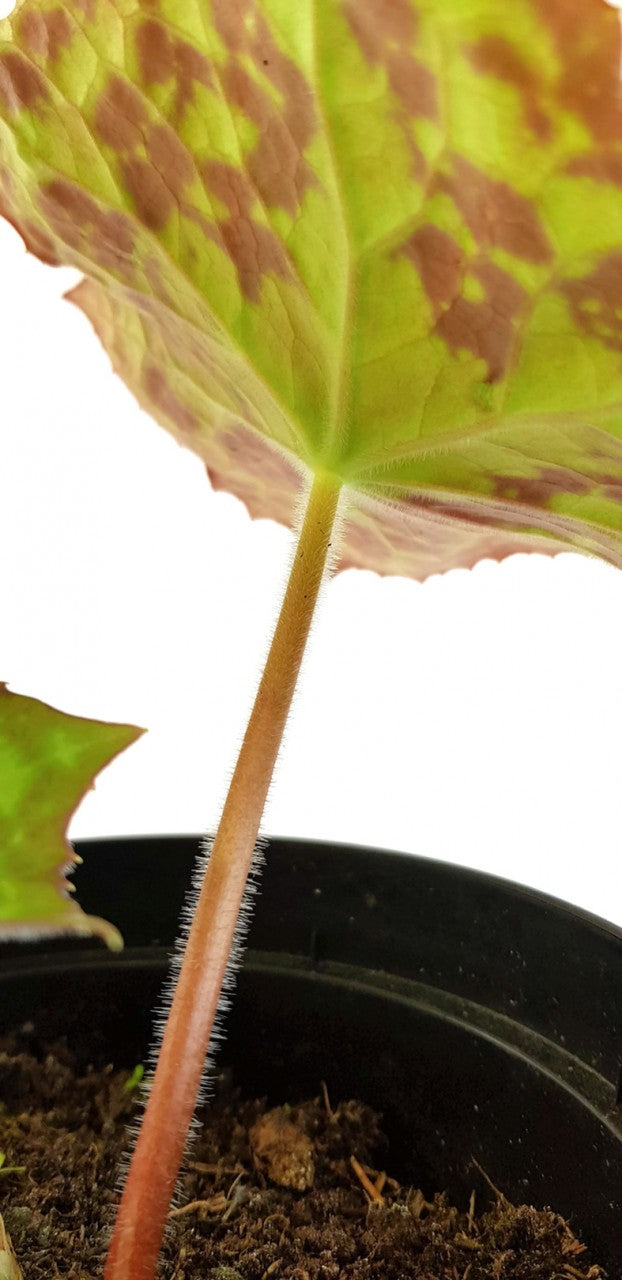 Podophyllum cultorum "Spotty Dotty" - Maiapfel