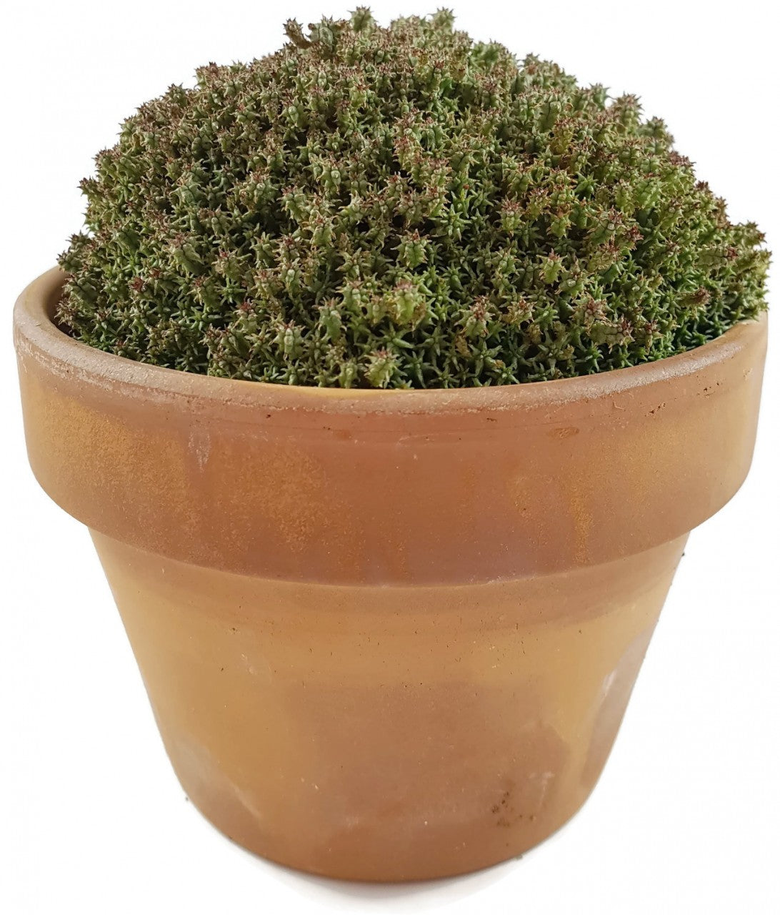 Euphorbia mammillaria f. compacta - Sukkulente