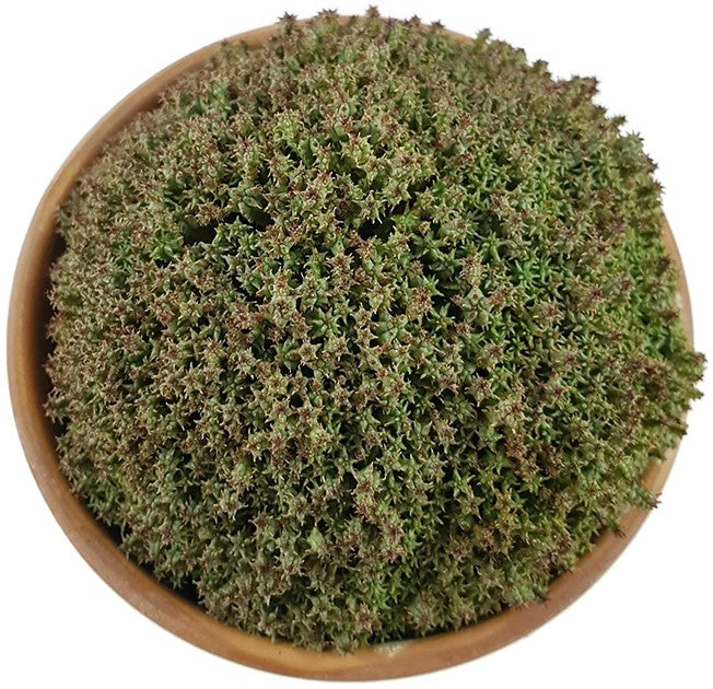 Euphorbia mammillaria f. compacta - Sukkulente