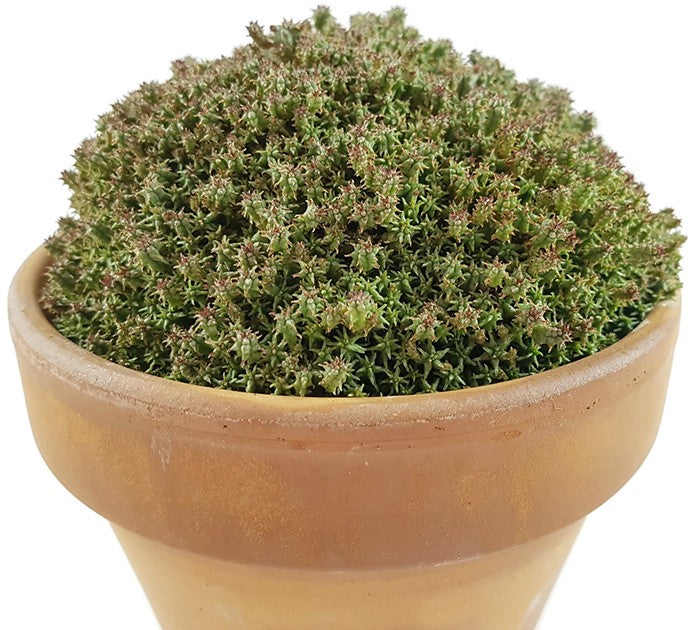 Euphorbia mammillaria f. compacta - Sukkulente