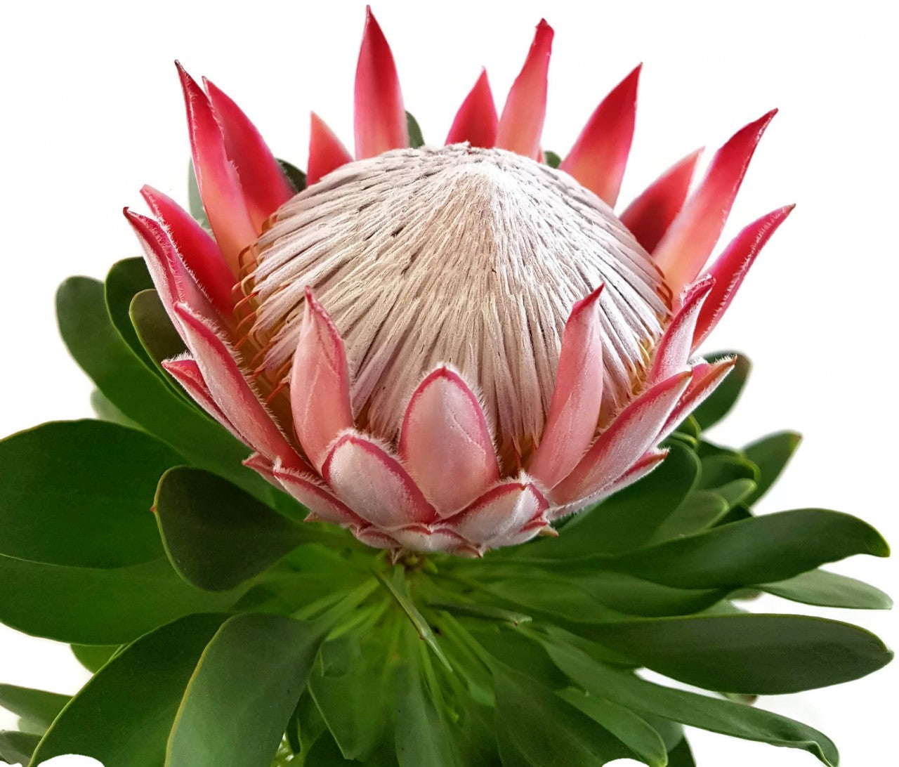 Protea cynaroides - Königsprotea "Little Prince" - SALE ohne Blüte