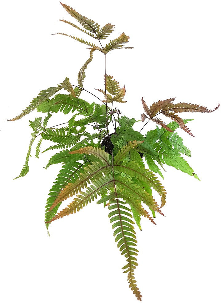 Pteris quadriaurita "Tricolor" - farbiger Tüpfelfarn