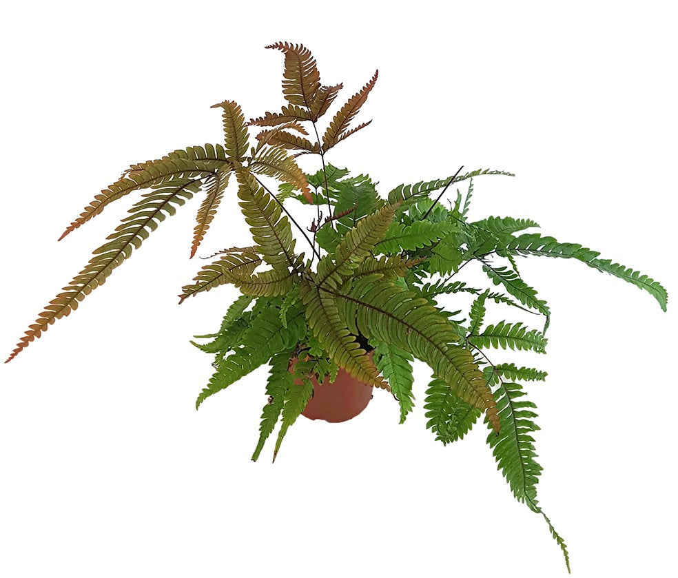 Pteris quadriaurita "Tricolor" - farbiger Tüpfelfarn