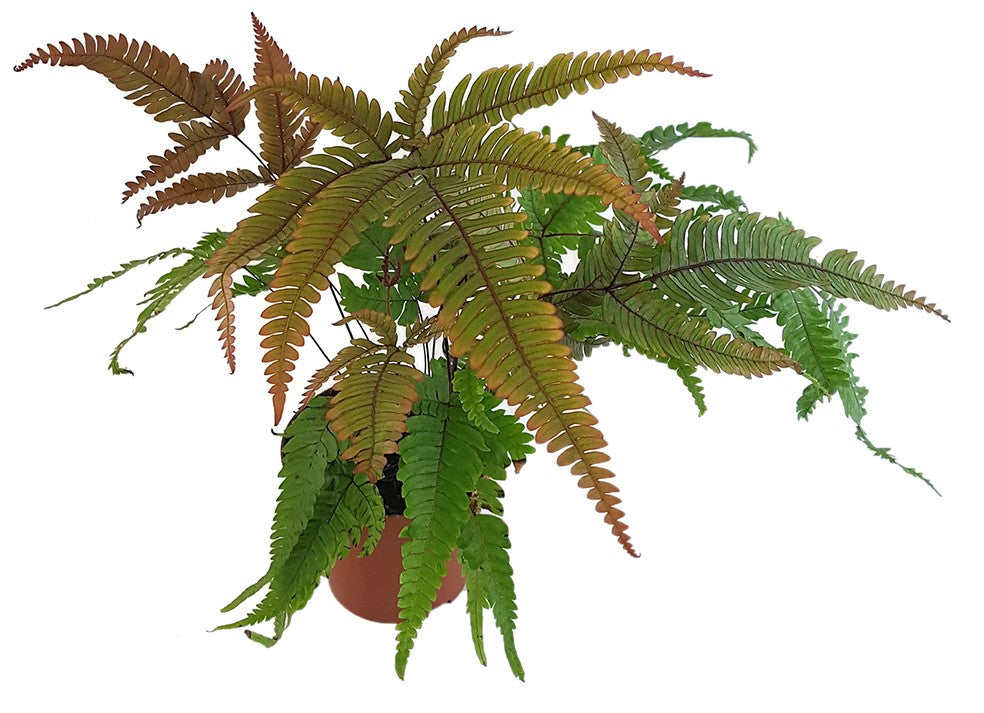 Pteris quadriaurita "Tricolor" - farbiger Tüpfelfarn