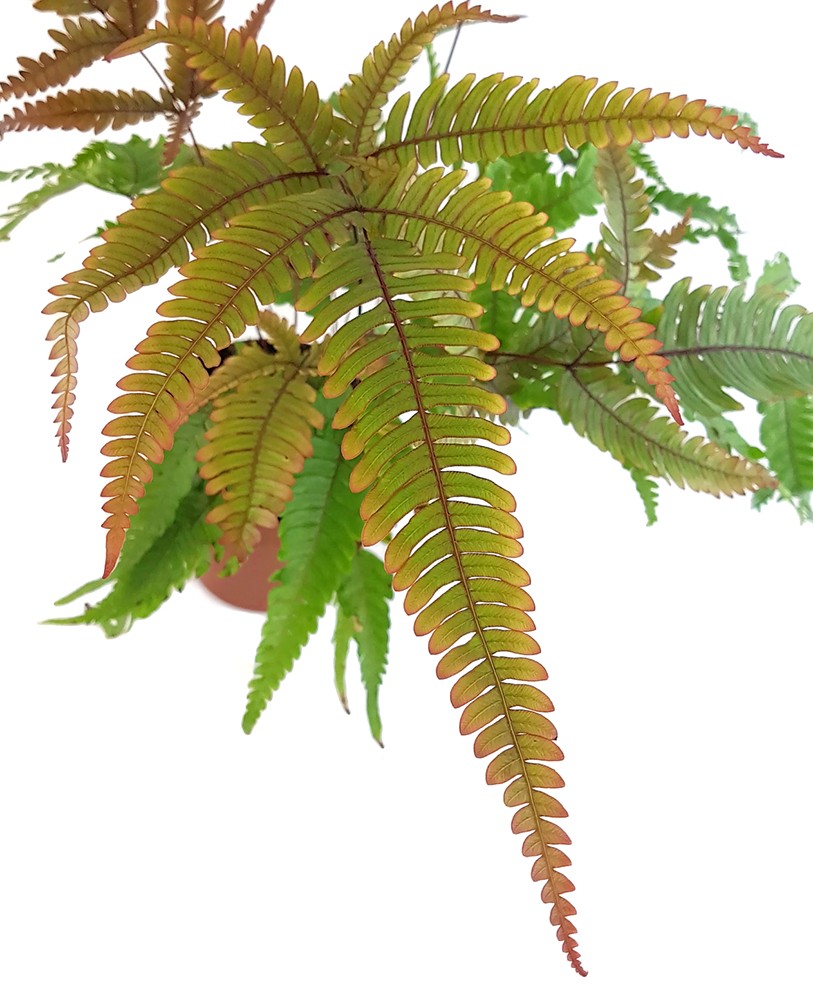 Pteris quadriaurita "Tricolor" - farbiger Tüpfelfarn