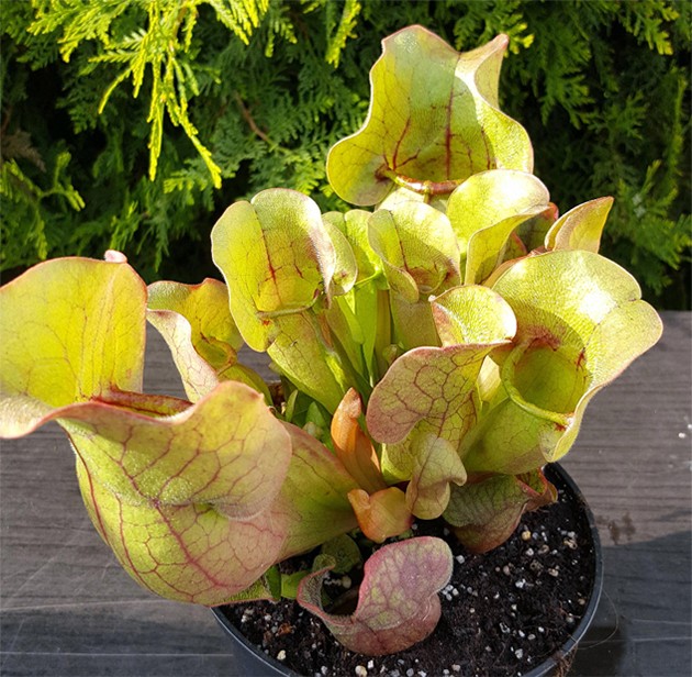 Sarracenia Purpurea ssp. Venosa var. Burkii syn. Rosea