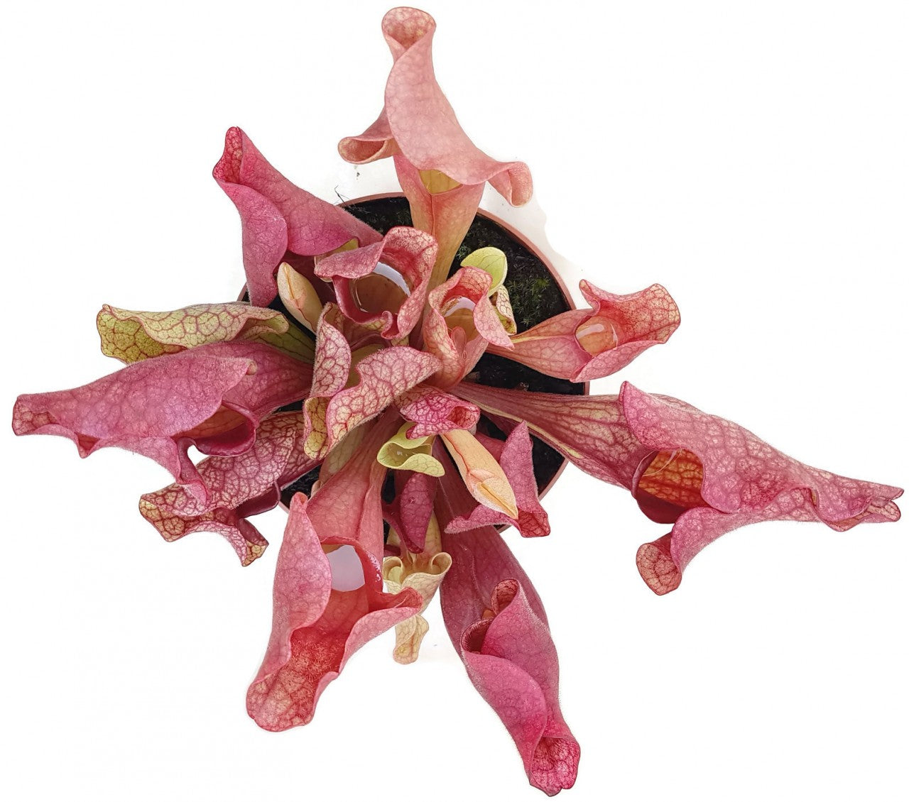 Sarracenia Purpurea Hybr. "Lipless"