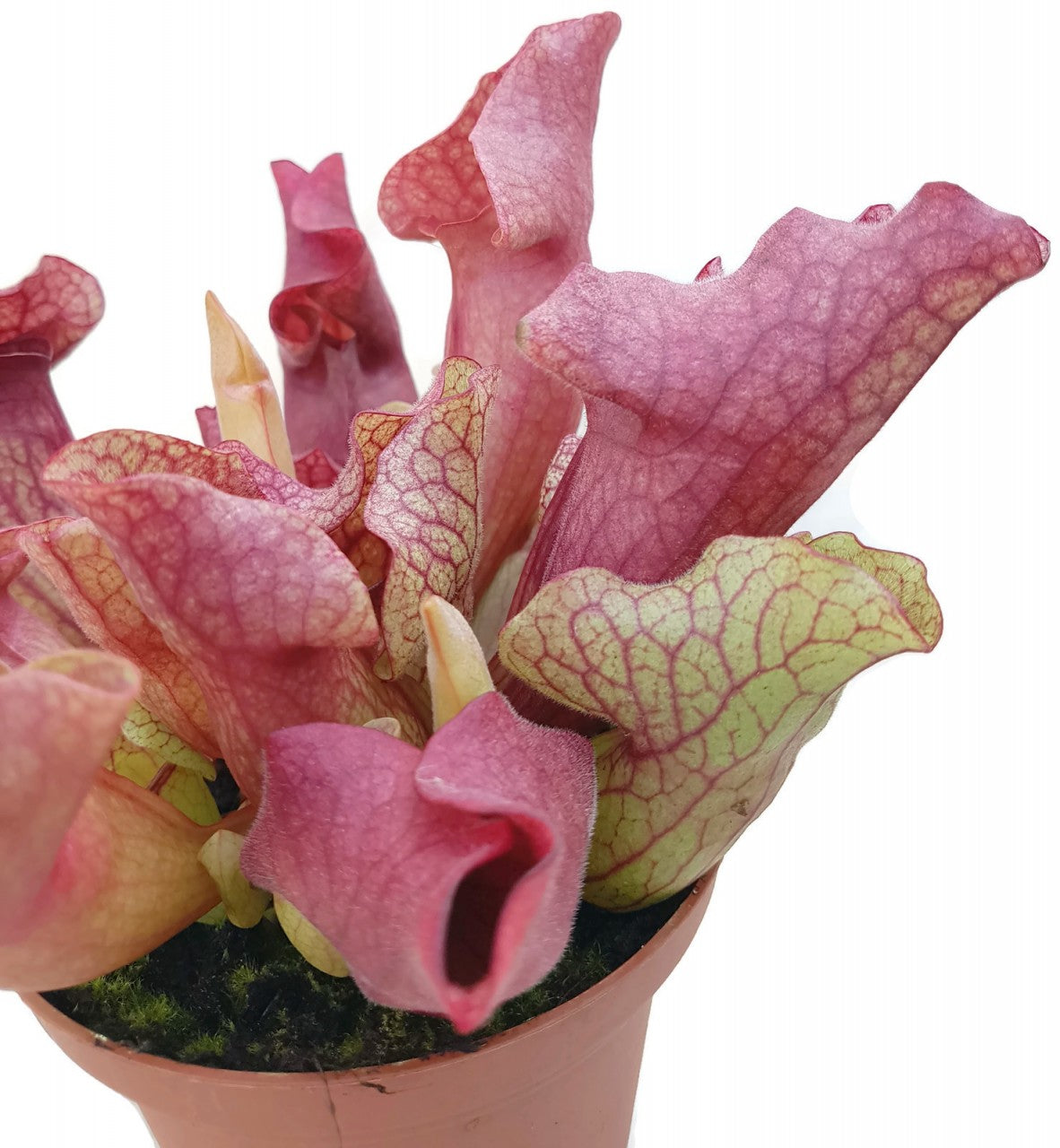 Sarracenia Purpurea Hybr. "Lipless"