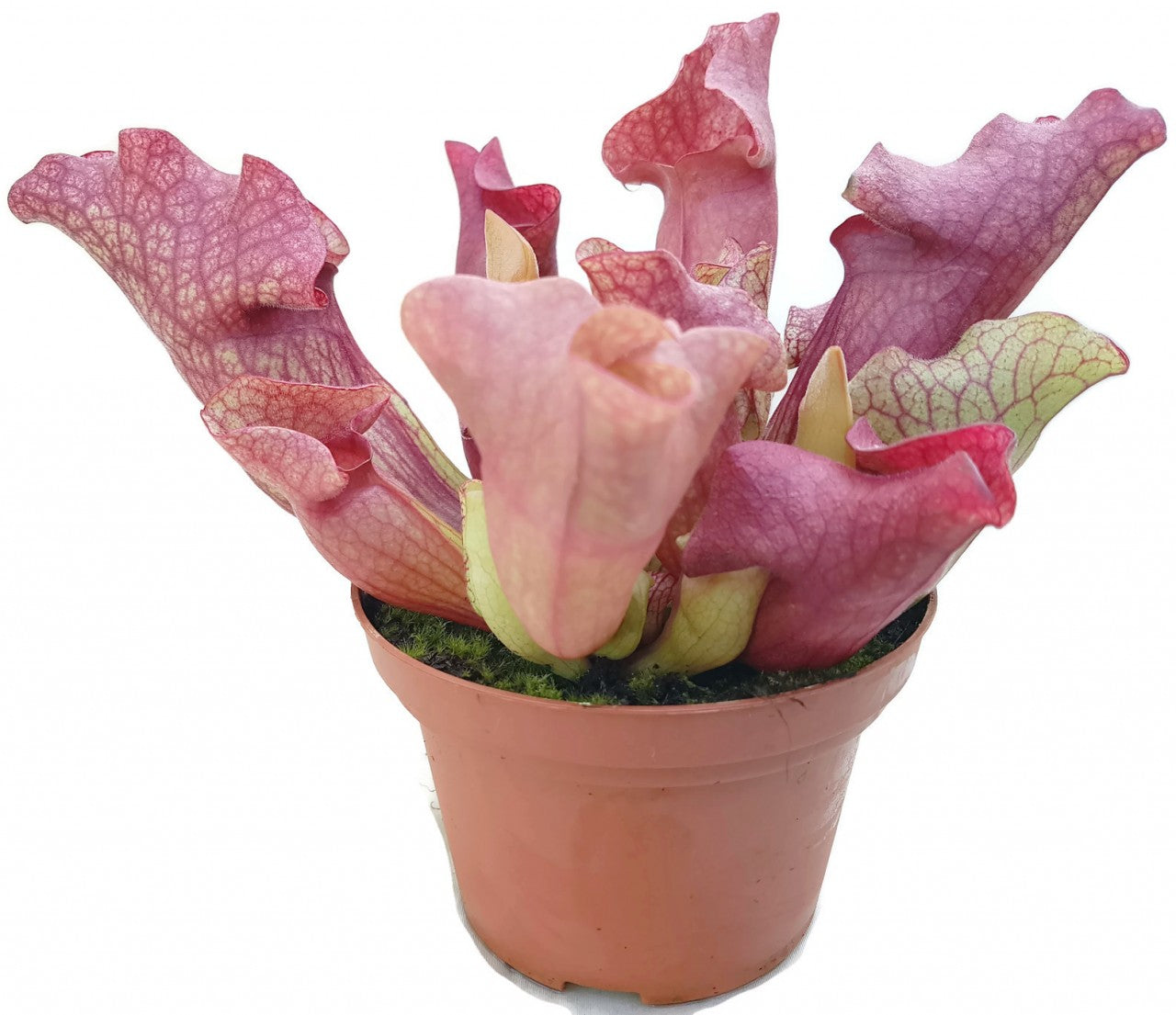 Sarracenia Purpurea Hybr. "Lipless"