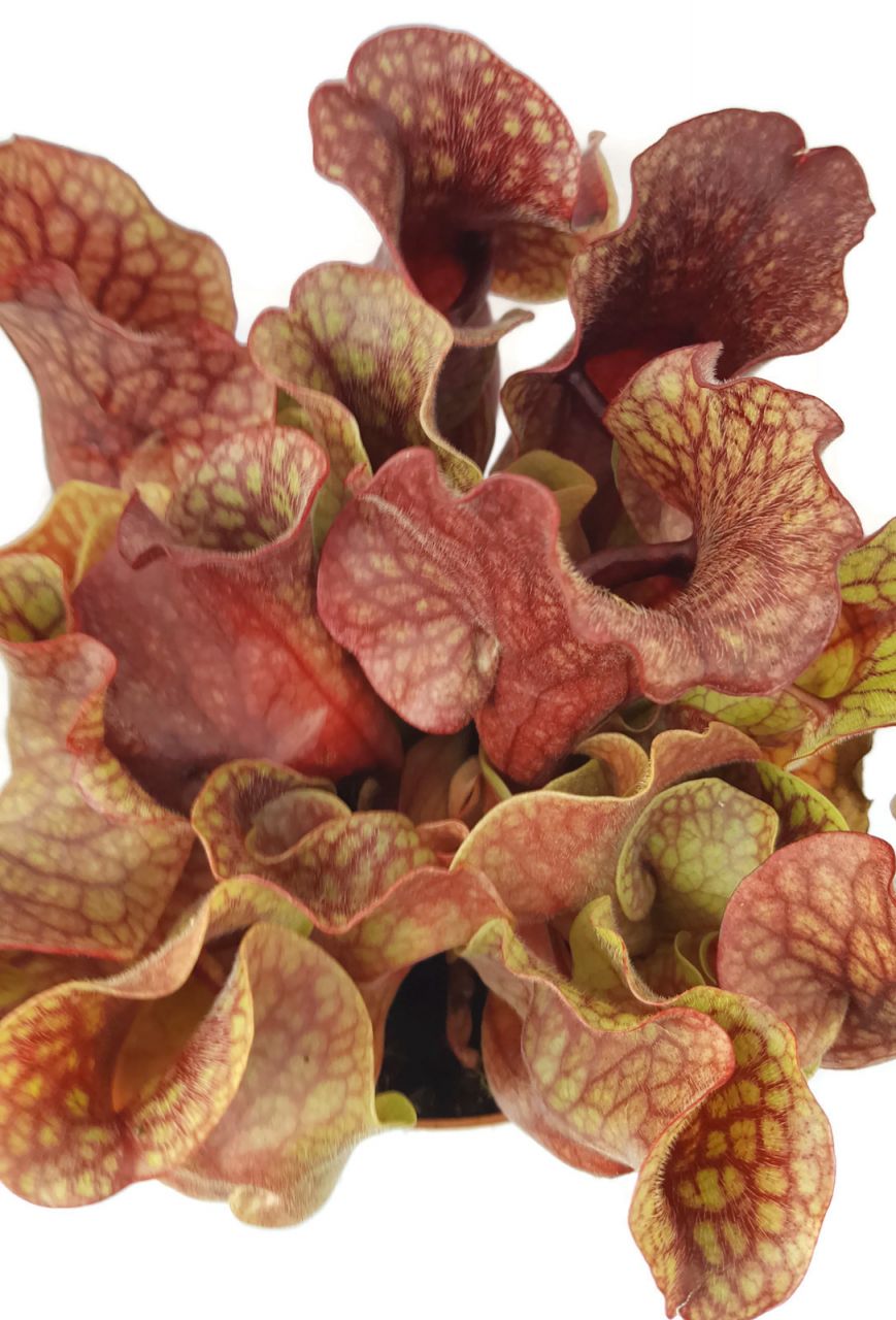 Sarracenia Purpurea ssp. Venosa "Big Red Form" Klon 4