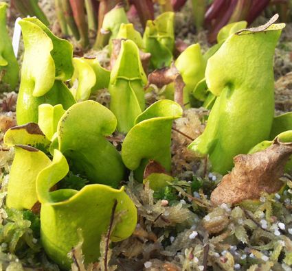 Sarracenia Purpurea ssp. Purpurea "Green Form"