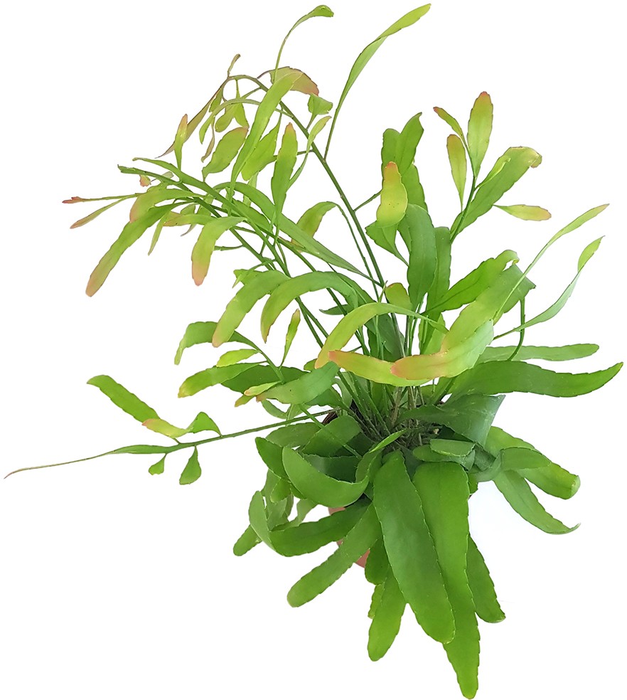 Rhipsalis ramaloris "Red Coral" - Peitschenkaktus