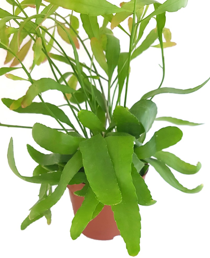 Rhipsalis ramaloris "Red Coral" - Peitschenkaktus