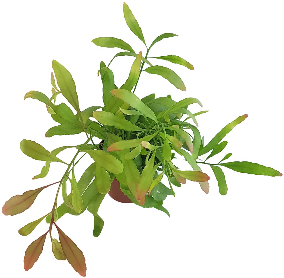 Rhipsalis ramaloris "Red Coral" - Peitschenkaktus