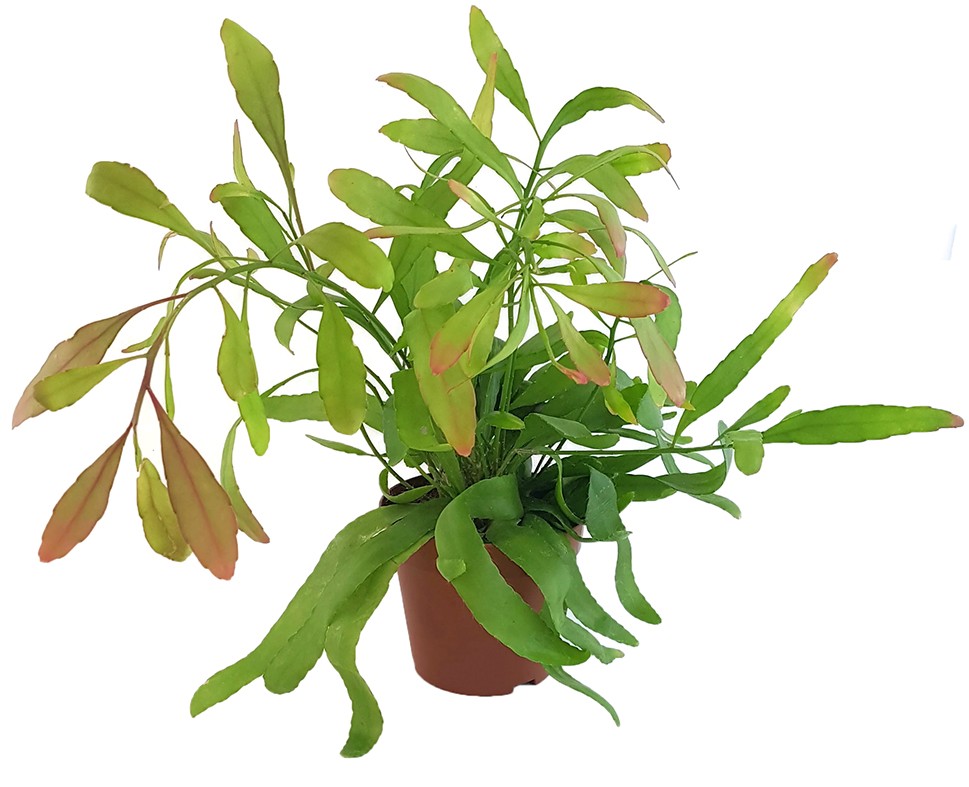 Rhipsalis ramaloris "Red Coral" - Peitschenkaktus