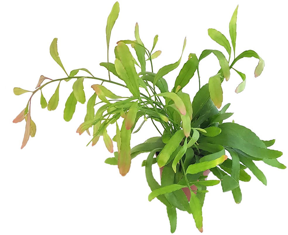 Rhipsalis ramaloris "Red Coral" - Peitschenkaktus