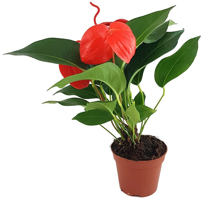 Anthurium scherzerianum "Lindsey" - reinrote Flamingoblume