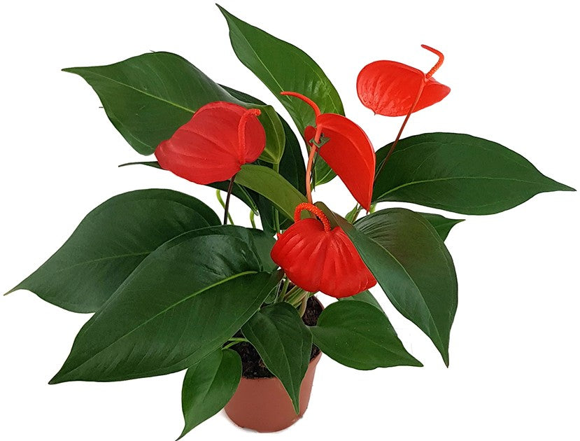 Anthurium scherzerianum "Lindsey" - reinrote Flamingoblume