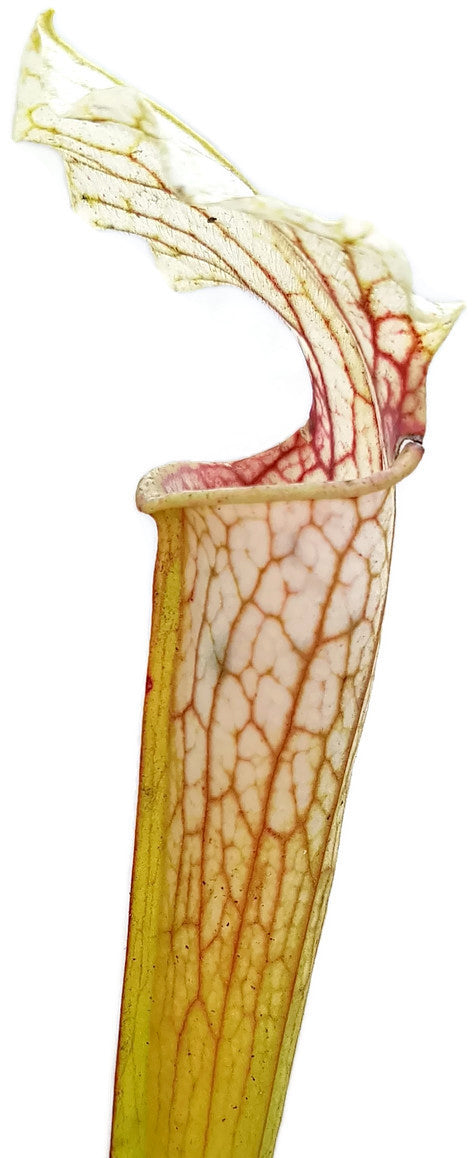 Sarracenia Rubra ssp. Gulfensis Heterophylla X Leucophylla "Schnell´s Ghost"