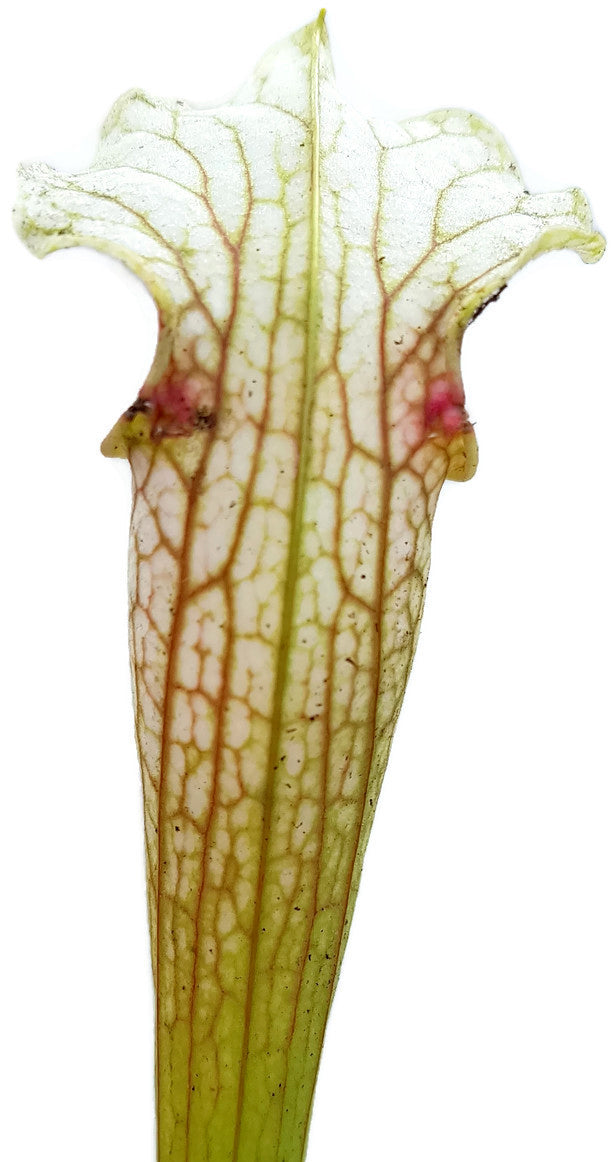 Sarracenia Rubra ssp. Gulfensis Heterophylla X Leucophylla "Schnell´s Ghost"
