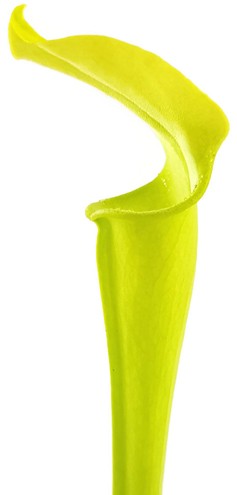 Sarracenia Rubra ssp. jonesii "All Green"