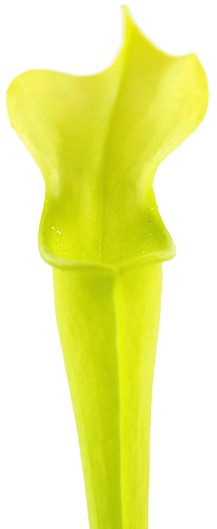 Sarracenia Rubra ssp. jonesii "All Green"