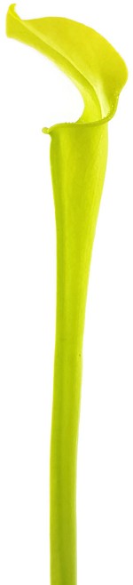 Sarracenia Rubra ssp. jonesii "All Green"