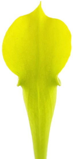 Sarracenia Rubra ssp. jonesii "All Green"