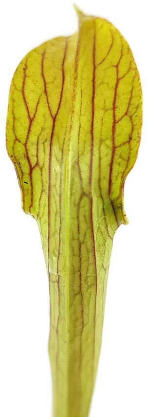 Sarracenia Rubra var. Rubra "Long Lid" MK RR4
