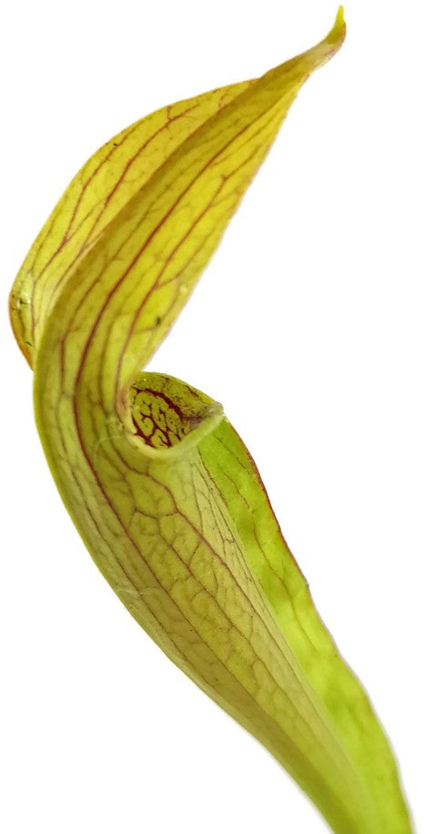 Sarracenia Rubra var. Rubra "Long Lid" MK RR4